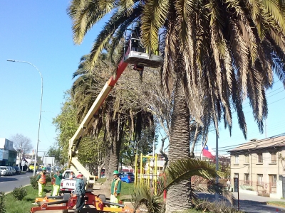 En abril partirá la “Poda” de árboles en San Antonio