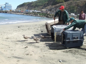 Centro de Rescate de Fauna Silvestre libera 19 ejemplares de Gaviotas Dominicanas