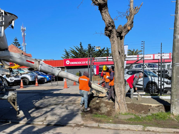 Recambio de arboledas y revegetación en diversas calles de la comuna