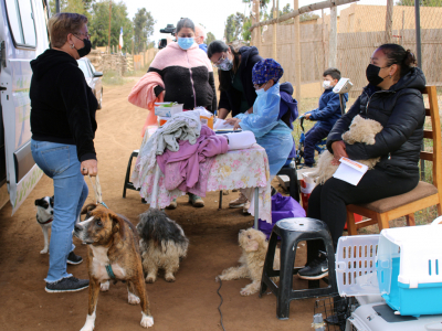 Municipalidad realiza jornada de esterilización y desparasitación para mascotas