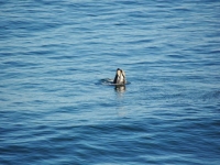 Ballenas francas observadas en Santo Domingo y Boca del Rapel