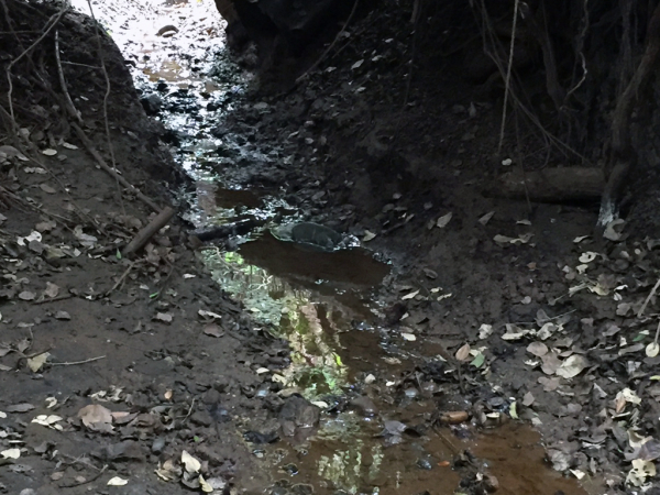 Municipio interpondrá demanda por contaminación de vertiente  en Aguas Buenas