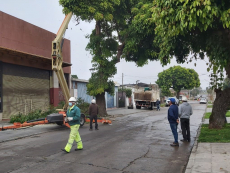 Municipio desarrolla ordenamiento del arbolado urbano de la comuna