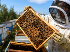 Municipalidad invita a participar en la VIII Jornada Ap&iacute;cola de San Antonio