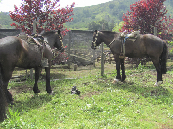 Vecinos de Cuncumén tendrán Campeonato de Rodeo 2018