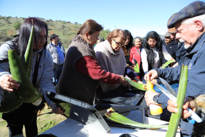 Municipio fortalece desarrollo productivo de agricultores de Cuncumén a través de capacitación agroecológica