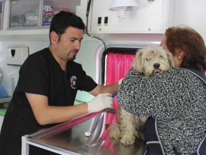 San Antonio celebrará el Día del Perro con jornada de tenencia responsable en Mall Arauco y adopción en Llolleo