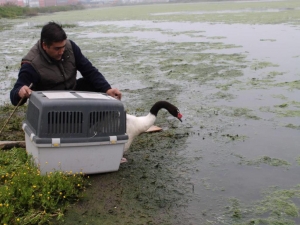 Liberación de un ejemplar de Cisne de Cuello negro y un Zorro Chilla en San Antonio