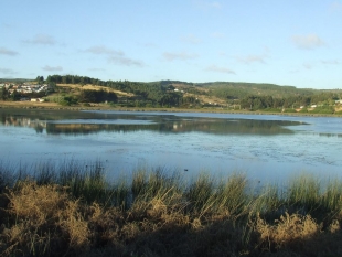 Emigran Cisnes de Cuello Negro por falta de alimento