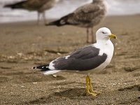 Invitan a la comunidad a participar de Charla en el "DIA DE LA GAVIOTA"