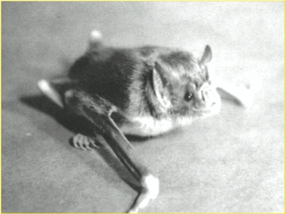 Municipio de San Antonio desarrollo protocolo por Murci&eacute;lago Infectado por Rabia.