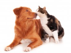 Municipio llama a vecinos de Bellavista a participar en encuesta de poblaci&oacute;n canina y felina