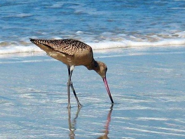 Museo celebrar&aacute; el D&iacute;a Internacional de las Aves Playeras en San Antonio