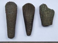 Interesante hallazgo Arqueol&oacute;gico en la Provincia de San Antonio