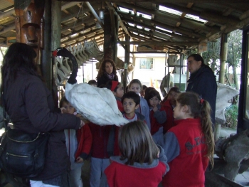 Museo Municipal recibi&oacute; valiosa pieza "Cisne de cuello negro embalsamado"
